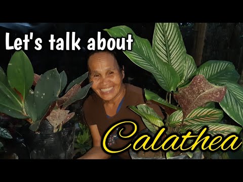 calathea paraziták paraziták elleni borsó