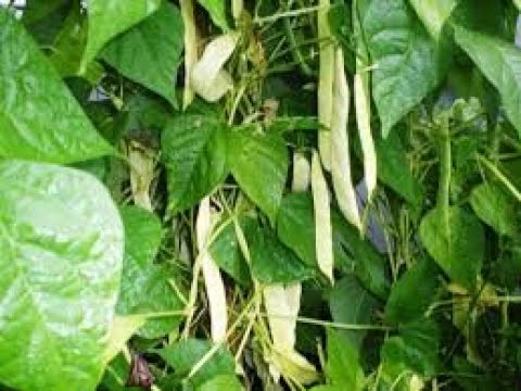 KADA I KAKO SIJATI BORANIJU