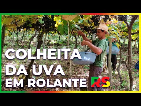 , title : 'COLHEITA DA UVA, EM ROLANTE RS'