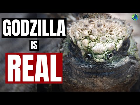 GODZILLA IS REAL!