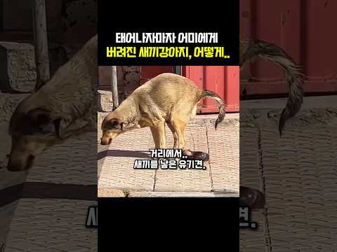 태어나자마자 어미에게 버려진 새끼강아지, 어떻게.. #강아지 ,#반려동물 ,#반려견 ,#감동사연 ,#감동실화 ,#감동 ,#강아지일상 ,#강아지브이로그 ,#유기견 ,#유기견입양