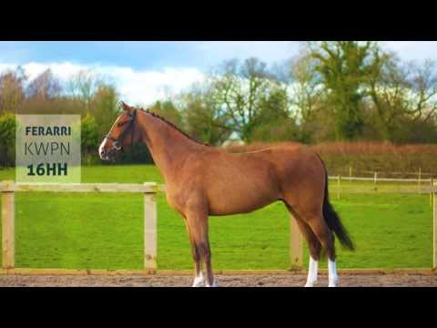 Meet Ferrari: Breed: KWPN Sire: Silverstone X Belmondo