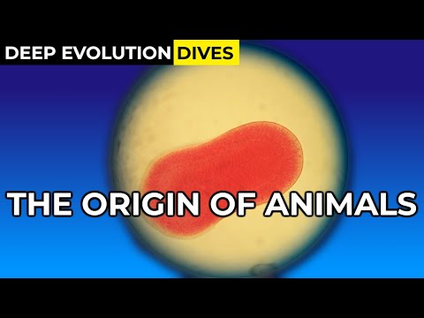 How the First Animals Evolved | Deep Evolution Dive / Alien Biosphere Evolution EXTRA #2