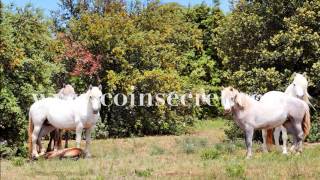 preview picture of video 'Coins Secrets entre Camargue et Costières, location au cœur d'un domaine avec piscine et tennis'