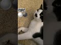 Funny Cat Tux Cat TUDO Vibrate Relax Shorts