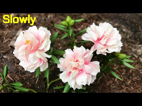 ABC TV | How To Make Portulaca Paper Flower | Flower Die Cuts (Slowly) - Craft Tutorial