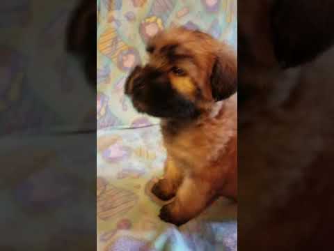 She is sweet and lovable and akc registered