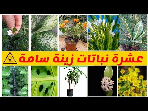 , title : 'عشرة نباتات زينة منزلية سامة'
