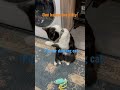 Ever Had A Cat Do This Daily Tuxedocat Funny Dancing Buslife
