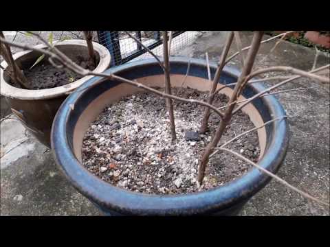 YouTube video about: How to dispose dried tulsi plant?