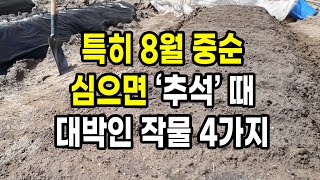 특히 8월 중순에 심으면 추석 때 대박인 작물 4가지