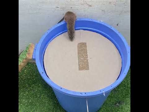 best mouse trap idea/creative mousetrap video