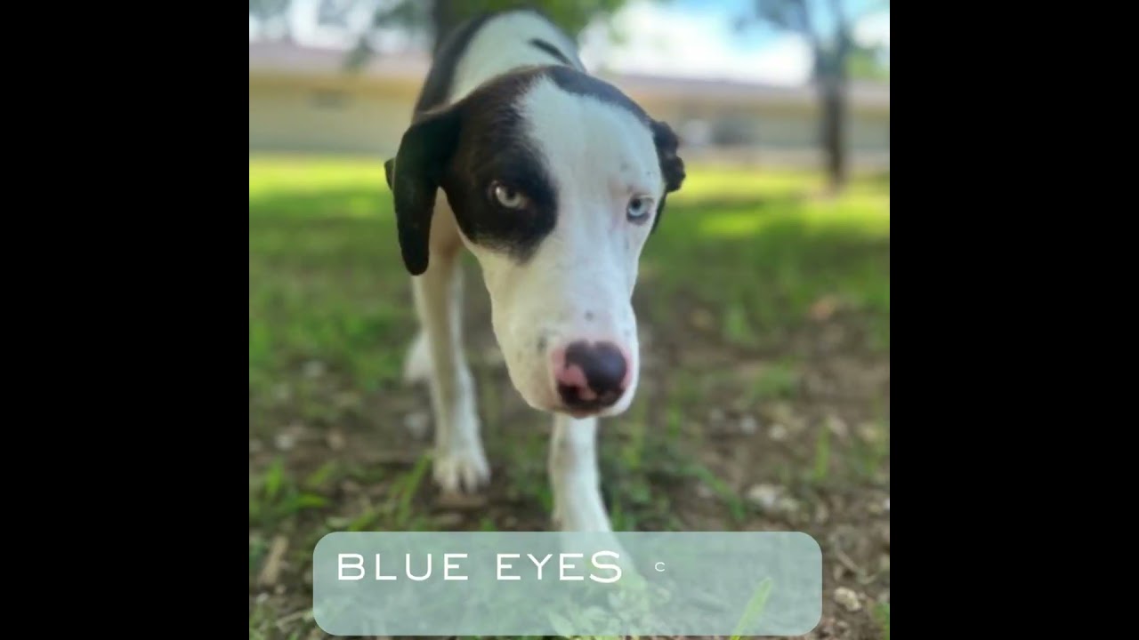 Enlarge NELSON, a Adoptable mixed breed in Athens, AL video 6/6