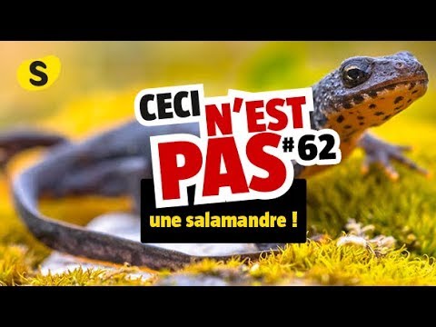 Ceci n'est pas une salamandre (#62)
