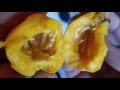 Best time to eat a Loquat! Yall gotta wait for the ultimate in sweet! I know its hard!