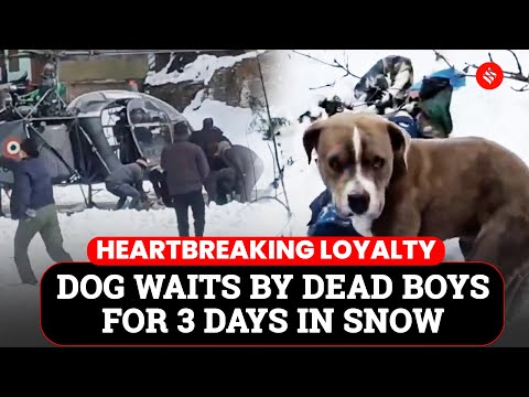 Loyal Till The End: Dog Guards Missing Teen’s Body For Three Days in Himachal Snow