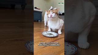 Download lagu Kucing dan Catnip mp3