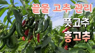끝물 고추 다수확 관리 방법 풋고추.홍고추 선택 관리