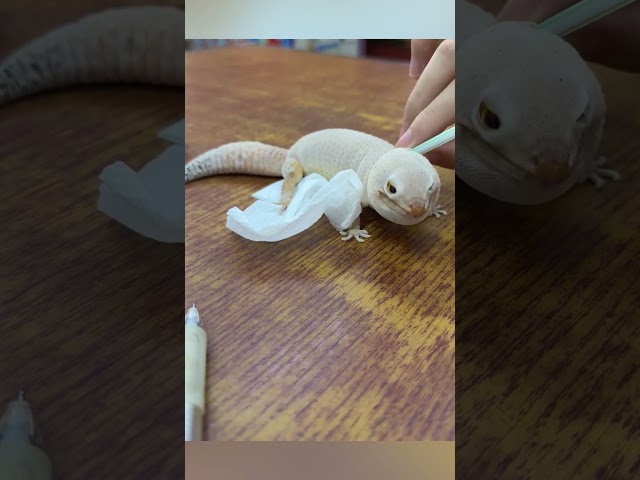 Vídeo relacionado con Collecta - Gecko Leopardo - Figura Coleccionable - Tamaño L - +3 (Deqube 90180043)