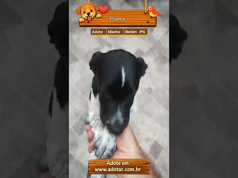 Vídeo de Pipoca