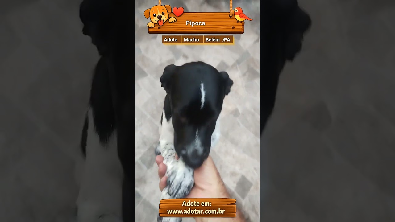 Cachorro raça SRD-ViraLata idade 7 a 11 meses nome Pipoca