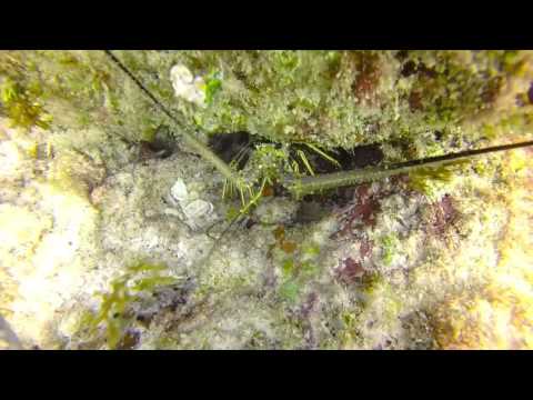 Diving with Wet Set in Puerto Morelos, Mexico #2