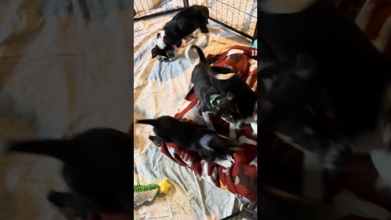 Enlarge Yeehaw, a Adoptable mixed breed in Normal, IL video 6/6