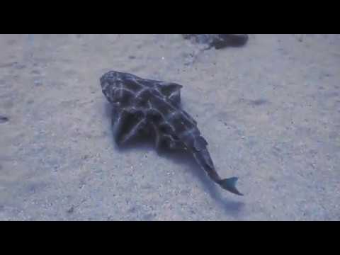 Diving in Lanzarote (All year) and it's Amazing!