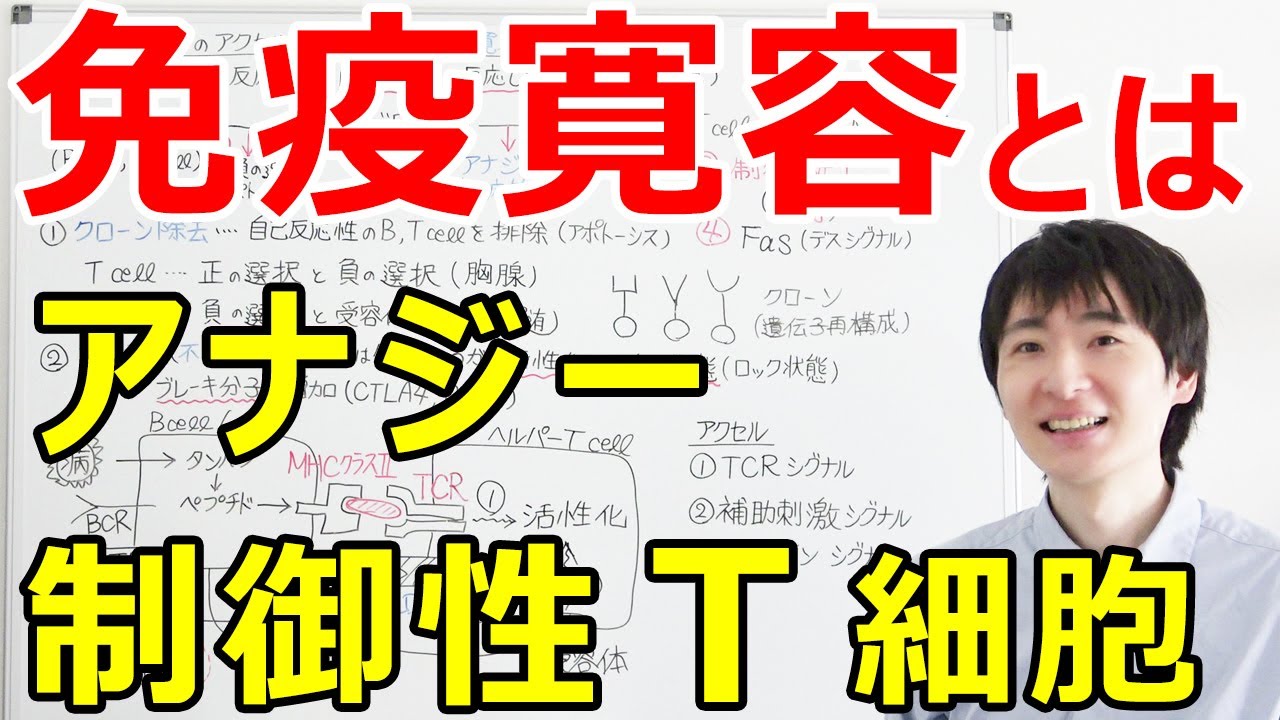 【大学の免疫学】免疫制御のアクセルとブレーキ（制御性Ｔ細胞Treg、クローン除去、アナジーとは？）【抗原提示の場面からひも解く免疫寛容】