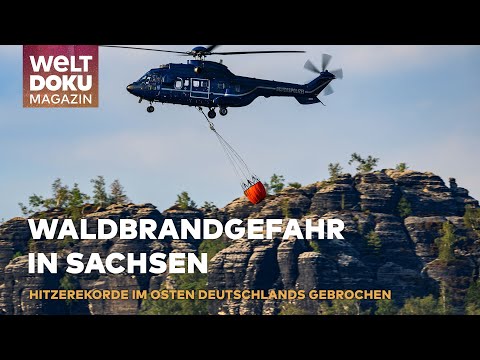 WALDBRÄNDE UND TOTHOLZ: Eine Bedrohung für die Sächsische Schweiz? | WELT Doku Magazin