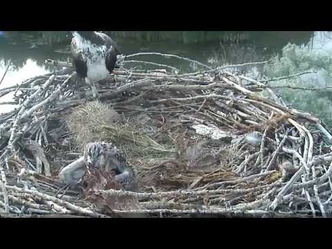 Boulder County Osprey Cam - Chick practices "fish tearing" on bark