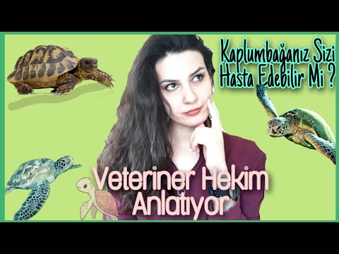 KAPLUMBAĞANIZ SİZE HASTALIK  BULAŞTIRABİLİR Mİ? SALMONELLA !! |VETERİNER HEKİM|