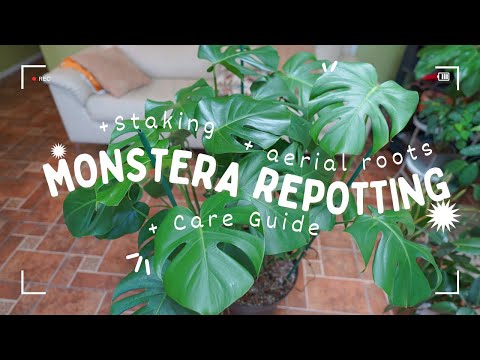 How to Repot a Monstera Deliciosa Plant | Staking | Aerial Roots | Care Guide