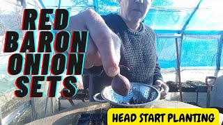Onion Sets [Red Baron] Easy Grow]  Allotment Gardening [Home Growing Veg & Flowers]
