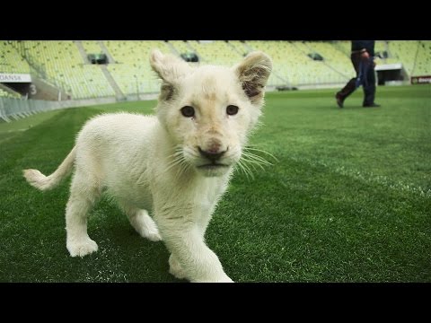 Lew Lechio na PGE Arenie