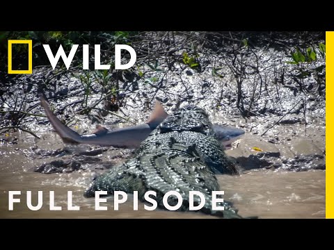 Shark vs. Predator (Full Episode) | Nat Geo Wild