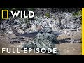 Shark Vs Predator Full Episode Nat Geo Wild
