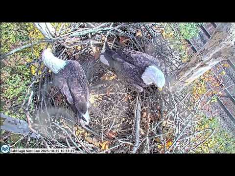 USS Bald Eagle Cam 1, 2, & Nest Cam @ 10:33 Stella  pushes Irv's stick overboard 3 views
