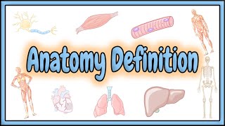 1. Anatomy Definition || 2D Animation