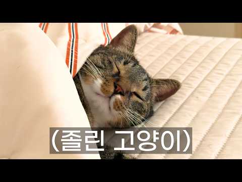 잘 때도 안심할 수 없는 집사 생활...