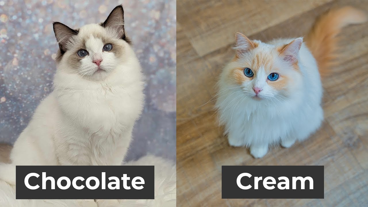 Ragdoll colors and patterns video — watch on YouTube — AquaMarine Kittens