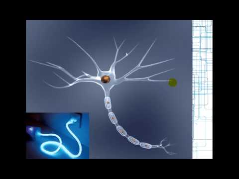 Nervensystem Teil 1/2 (nur Grundkonzepte und Basics!)
