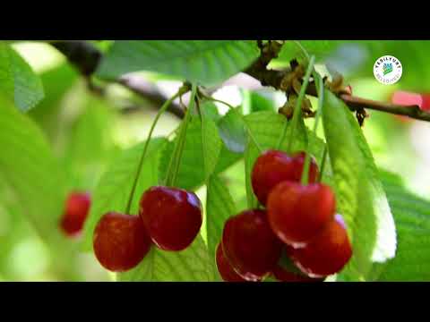 Şimdi Yeşilyurt’ta #KirazZamanı endine has aroması ve tadıyla 🍒