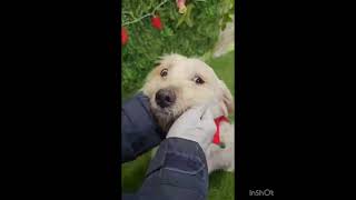 Video preview image #1 Coton de Tulear-Unknown Mix Puppy For Sale in Seattle, WA, USA