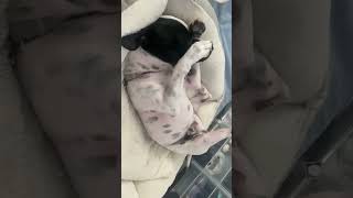 Video preview image #1 Jack-Rat Terrier Puppy For Sale in Newport Beach, CA, USA