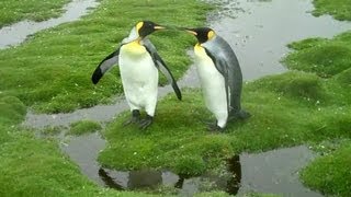 Пингвинья дилемма