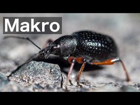 Makrofotografie | Fotografie Tipps & Tricks