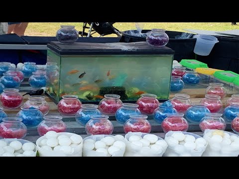 this is the Goldfish Killing Machine | Fish Tank Review 218