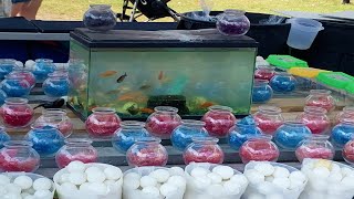 this is the Goldfish Killing Machine | Fish Tank Review 218