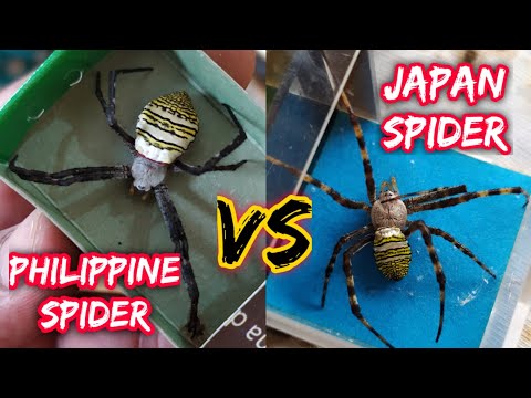 Japan Spider VS Samurai spider - gagambang ekis parang derby Ang Laban 😱